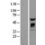 Western Blot: AKT2 Lysate [NBL1-07442] - Western Blot experiments. 
Left-Control; Right -Over-expression Lysate for AKT2